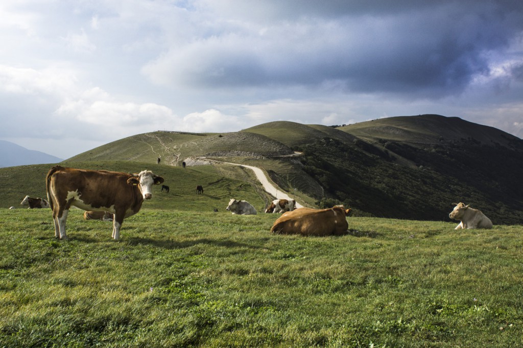 Risultati immagini per Marche: agricoltura contadina